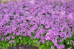 71274855_502127220577600_3298063545027002368_o