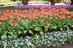 71318199_502127263910929_4829746777970180096_o